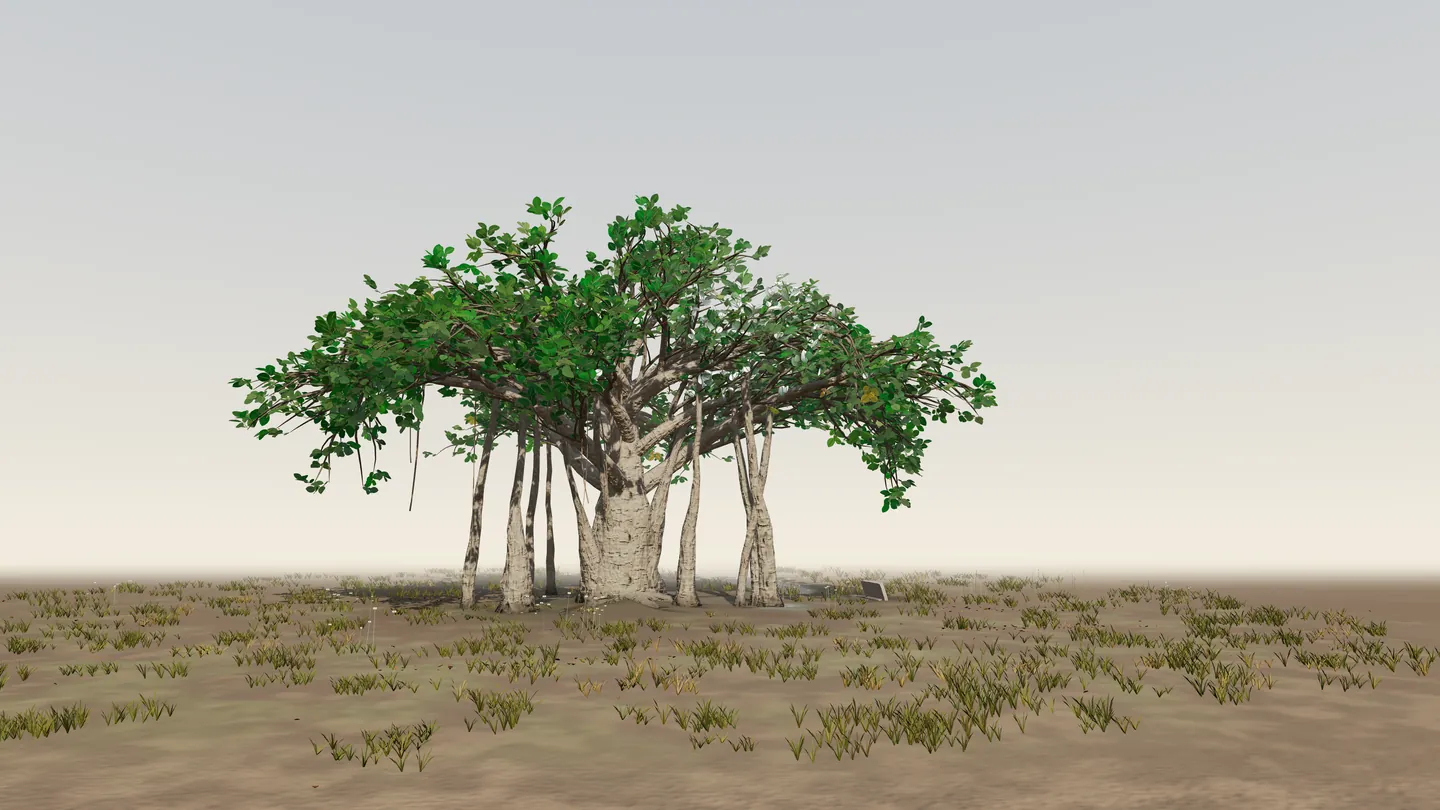 Example memorial for Bruno: a Long Limb banyan held in a wide, tended wildflower garden.